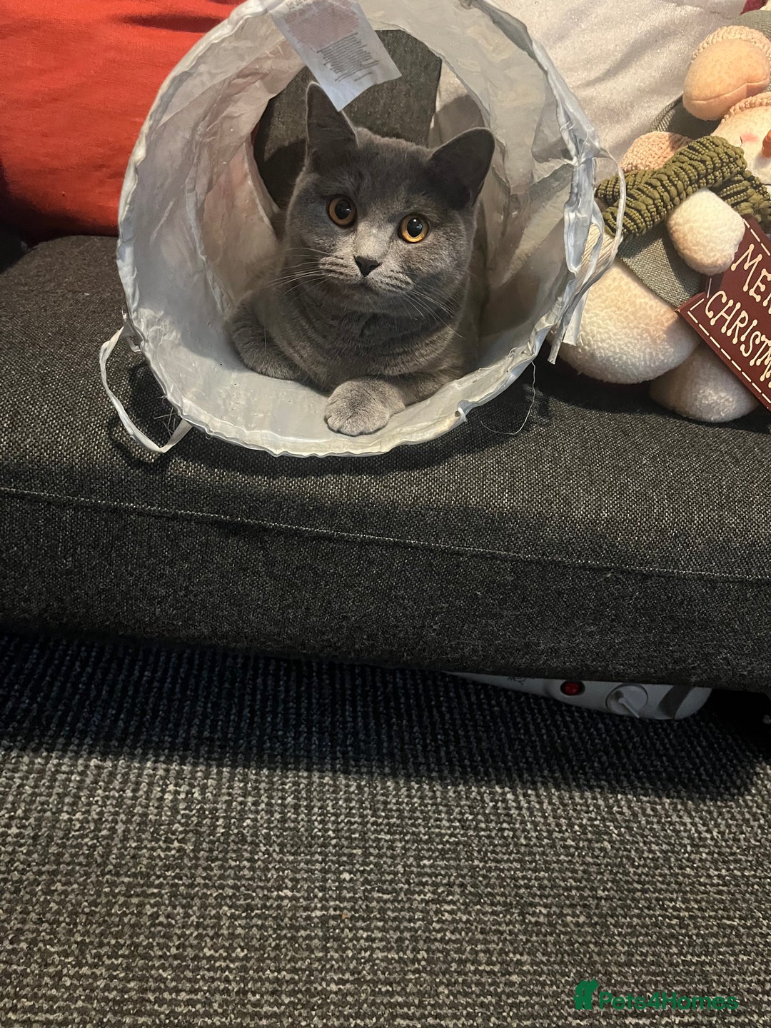 Mixed Breed cats for sale: Mother and daughter cats. - Advert 6