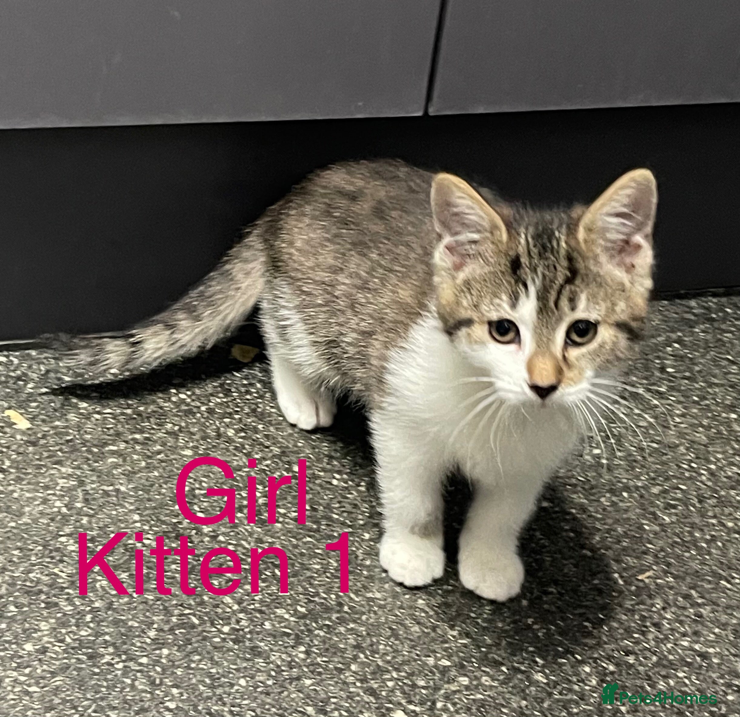 Mixed Breed cats Kittens need loving homes now - Advert 5