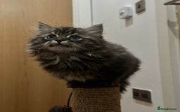 Napoleon cats for sale: 1 boy & 2 girls minuet kittens ready for new home - Advert 2