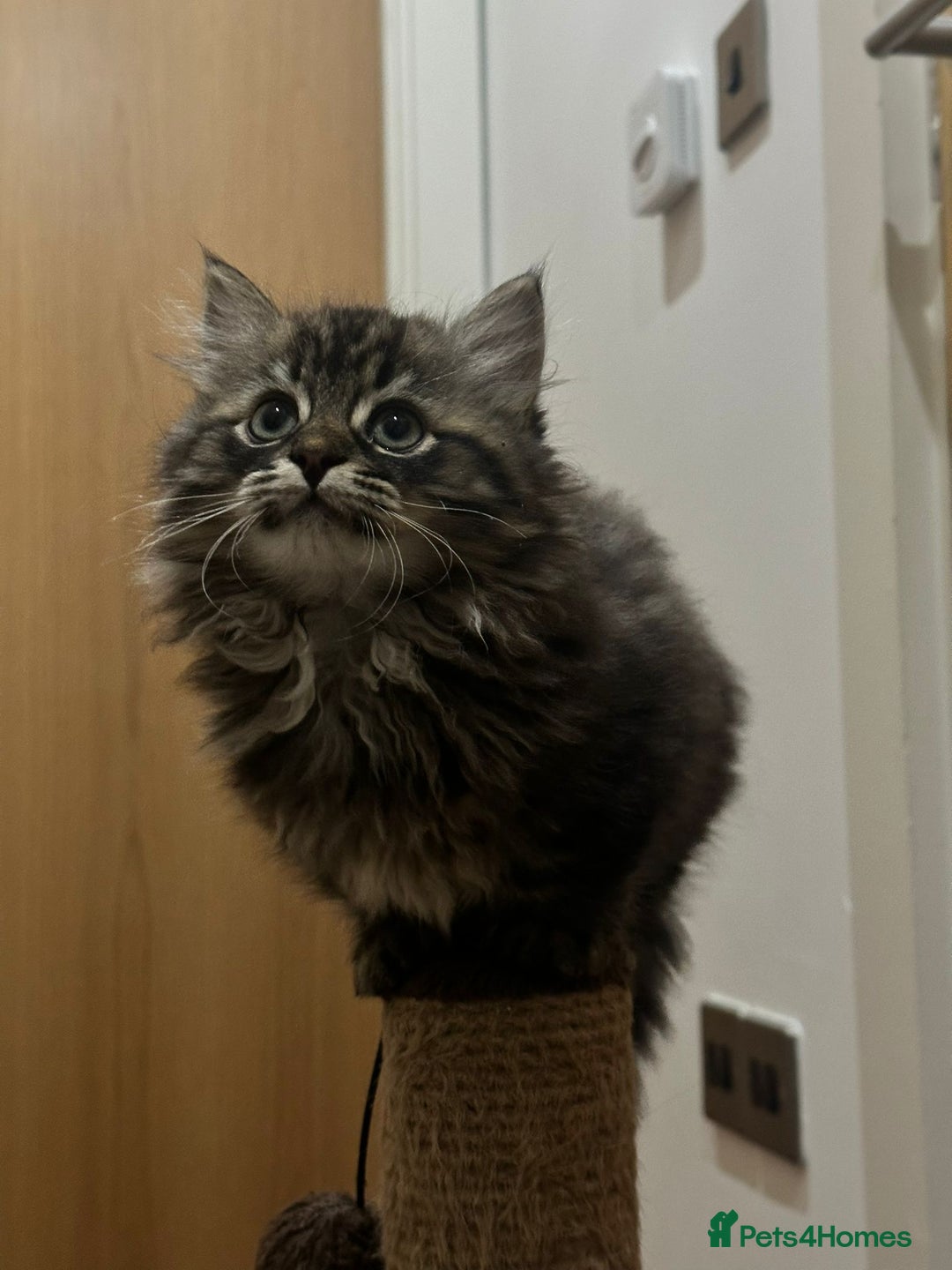 Napoleon cats for sale: 1 boy & 2 girls minuet kittens ready for new home - Advert 2