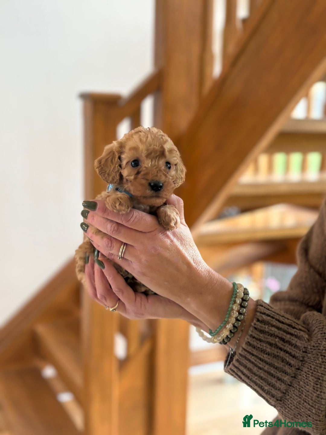 Cockapoo dogs for sale: Teddy bear cute Tiny Cockapoos  - Advert 5