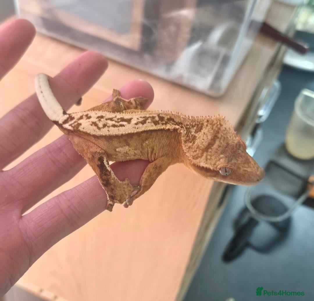 Gecko reptiles Female Crested Gecko - Advert 1
