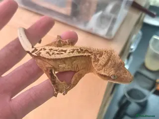 Gecko reptiles Female Crested Gecko - Advert 1