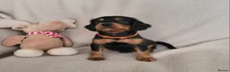 Cocker Spaniel dogs for sale: Small Health Tested Working Cocker Pups - Advert 11