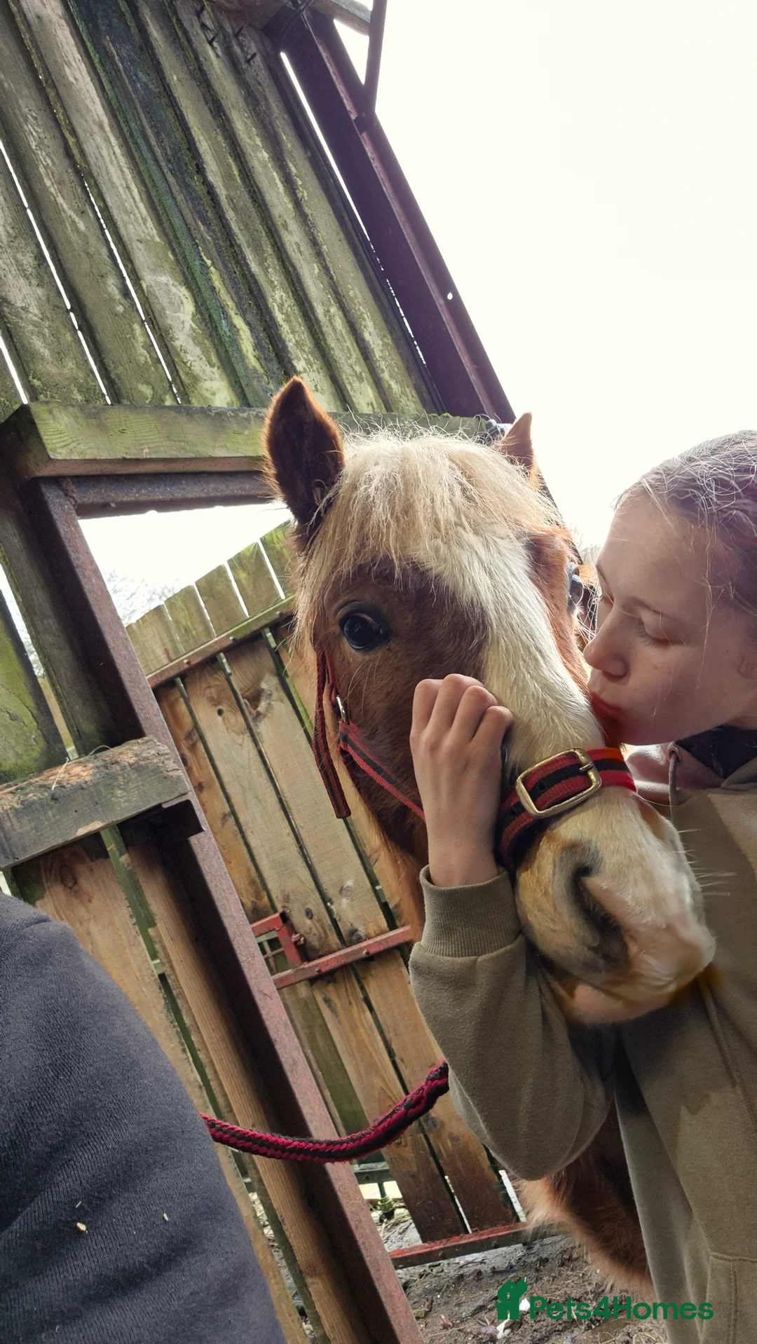 Welsh Section C horses for sale: Flashy Freddie - Advert 7