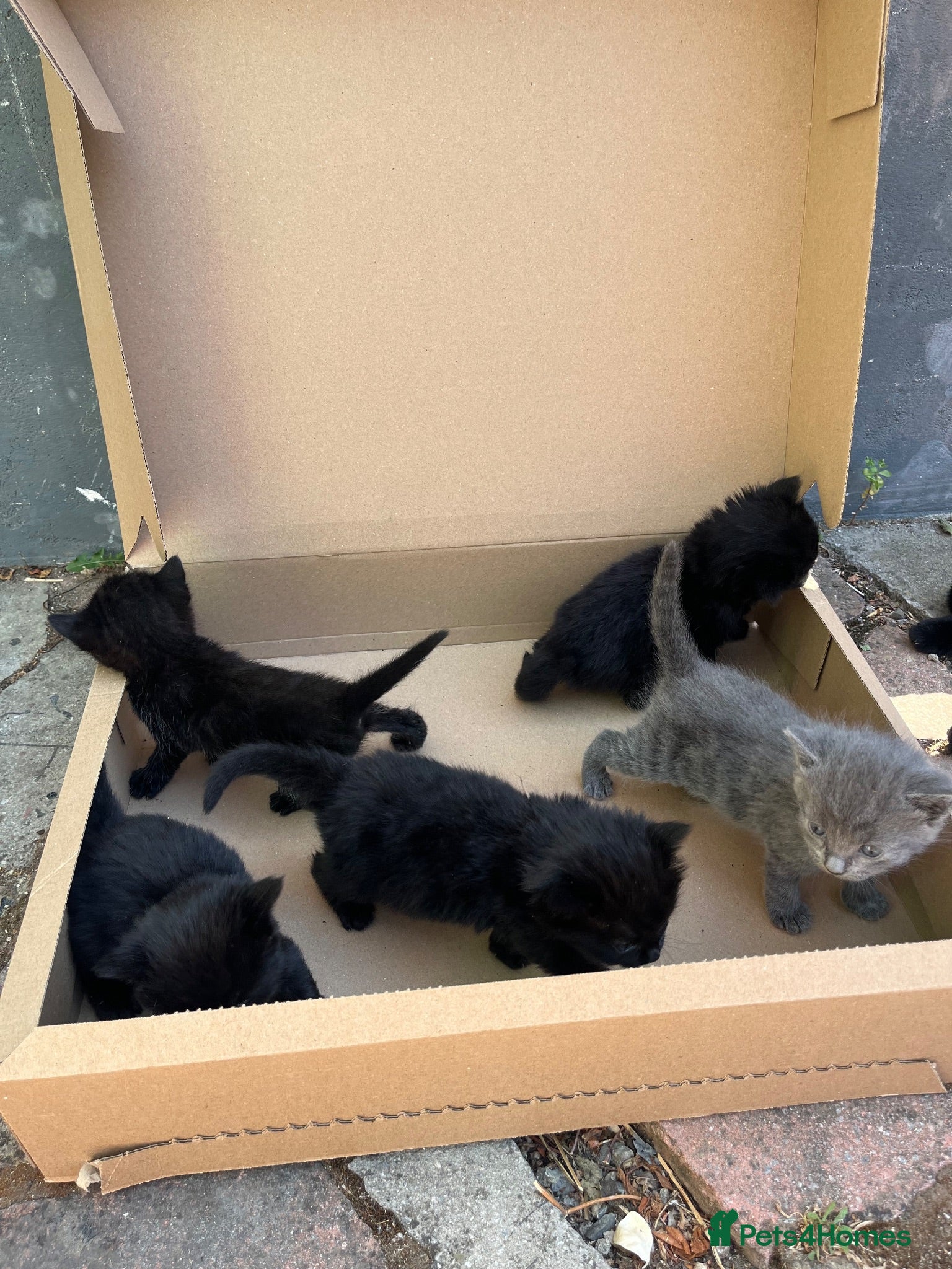 Mixed Breed cats Beautiful 5 kittens for sale  - Advert 1