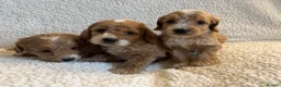 Cockapoo dogs for sale: F1bcockapoo puppies - DNA Health test clear  in Staines - Advert 9