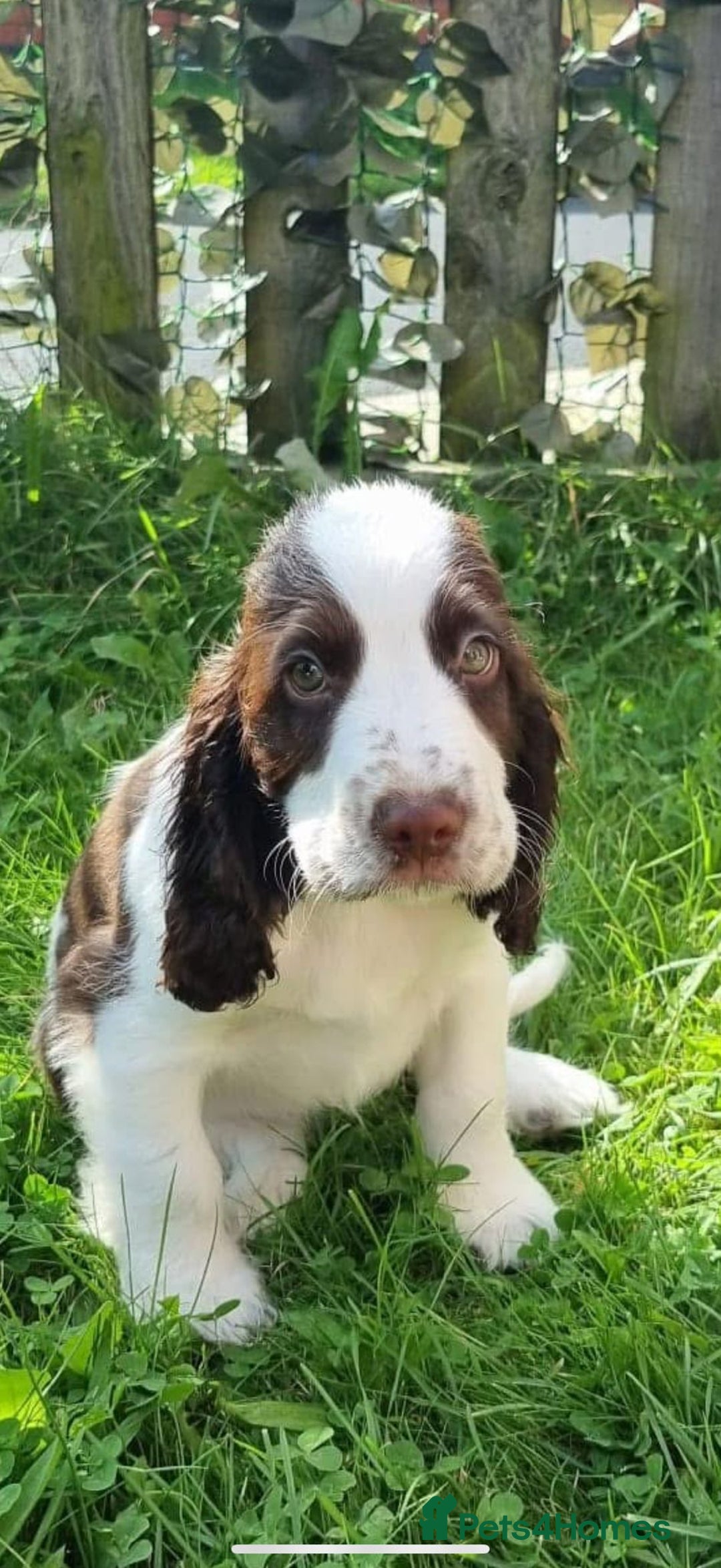 Cocker Spaniel dogs for stud: George  - Image 10