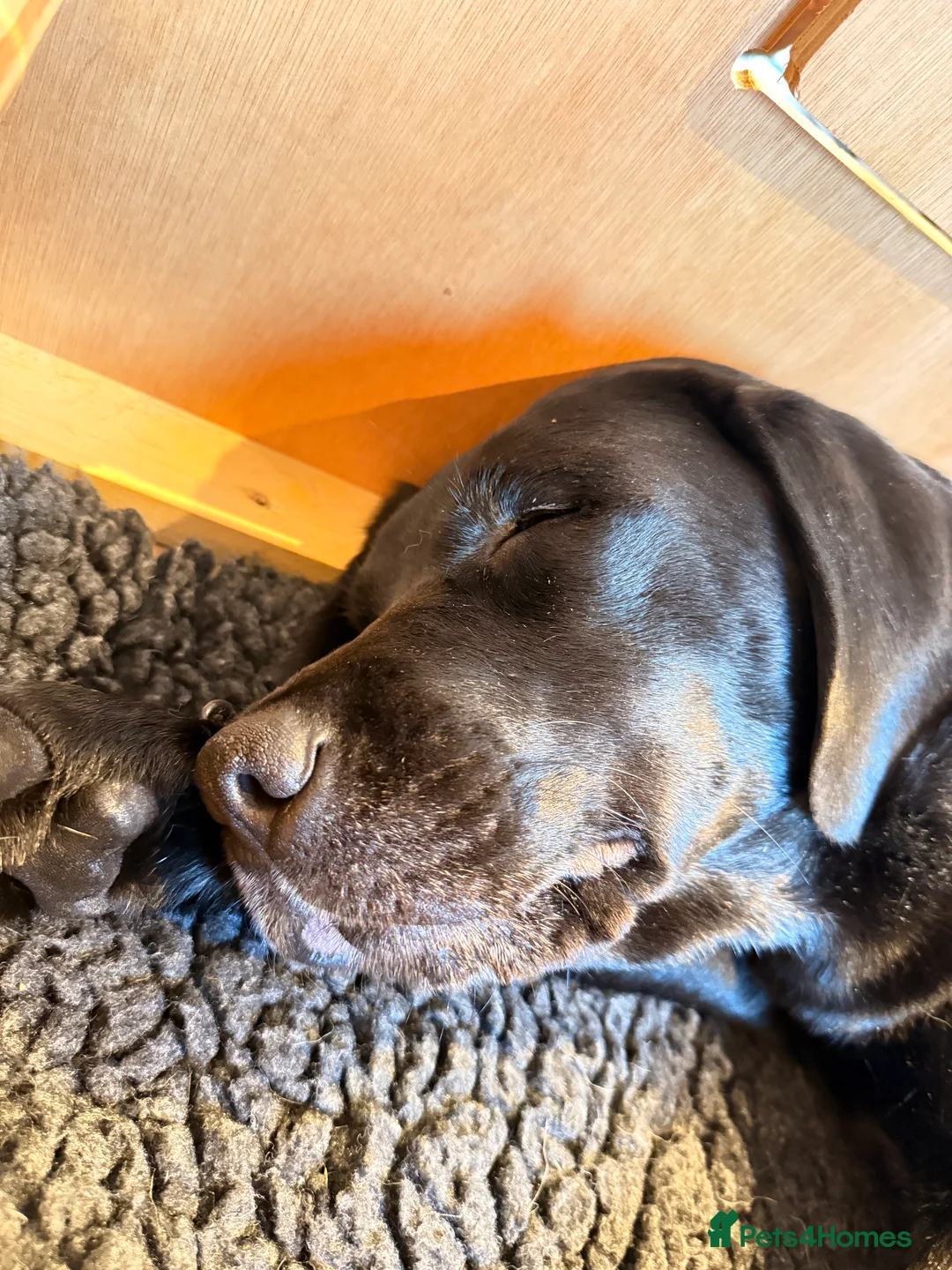 Labrador Retriever dogs for sale: Beautiful litter of Labrador puppies for sale - Advert 8