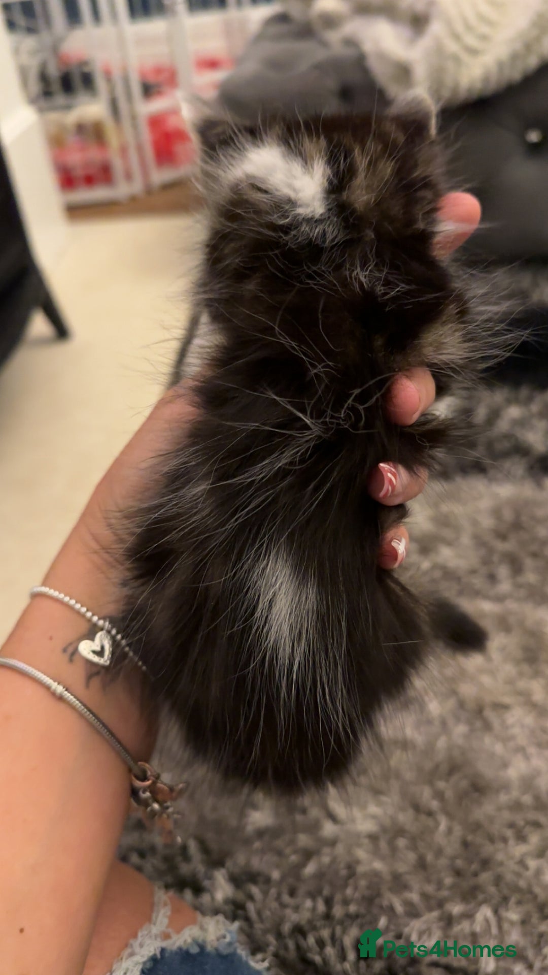 Domestic Shorthair cats for sale: Beautiful mix of kittens  - Advert 5