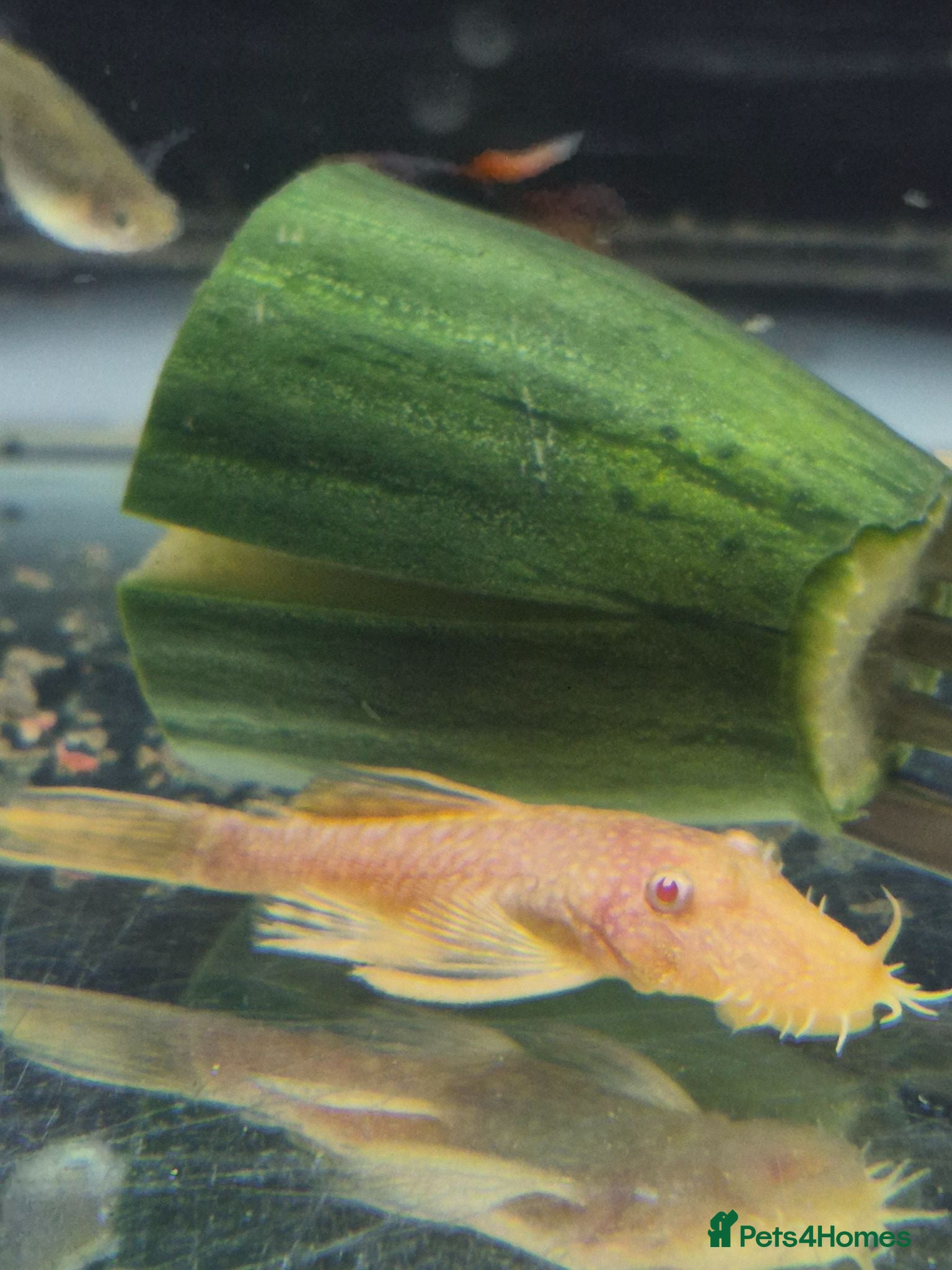 Plecos fish Bristlenose pleco common/albino available  - Advert 2