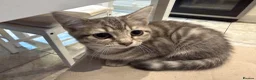 Mixed Breed cats for sale: 1 Scottish straight x fold & 1 domestic litter 🐈 - Advert 12