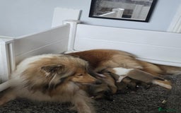 Rough Collie dogs for sale: KC Registered sable and white rough collie ouppies - Image 5