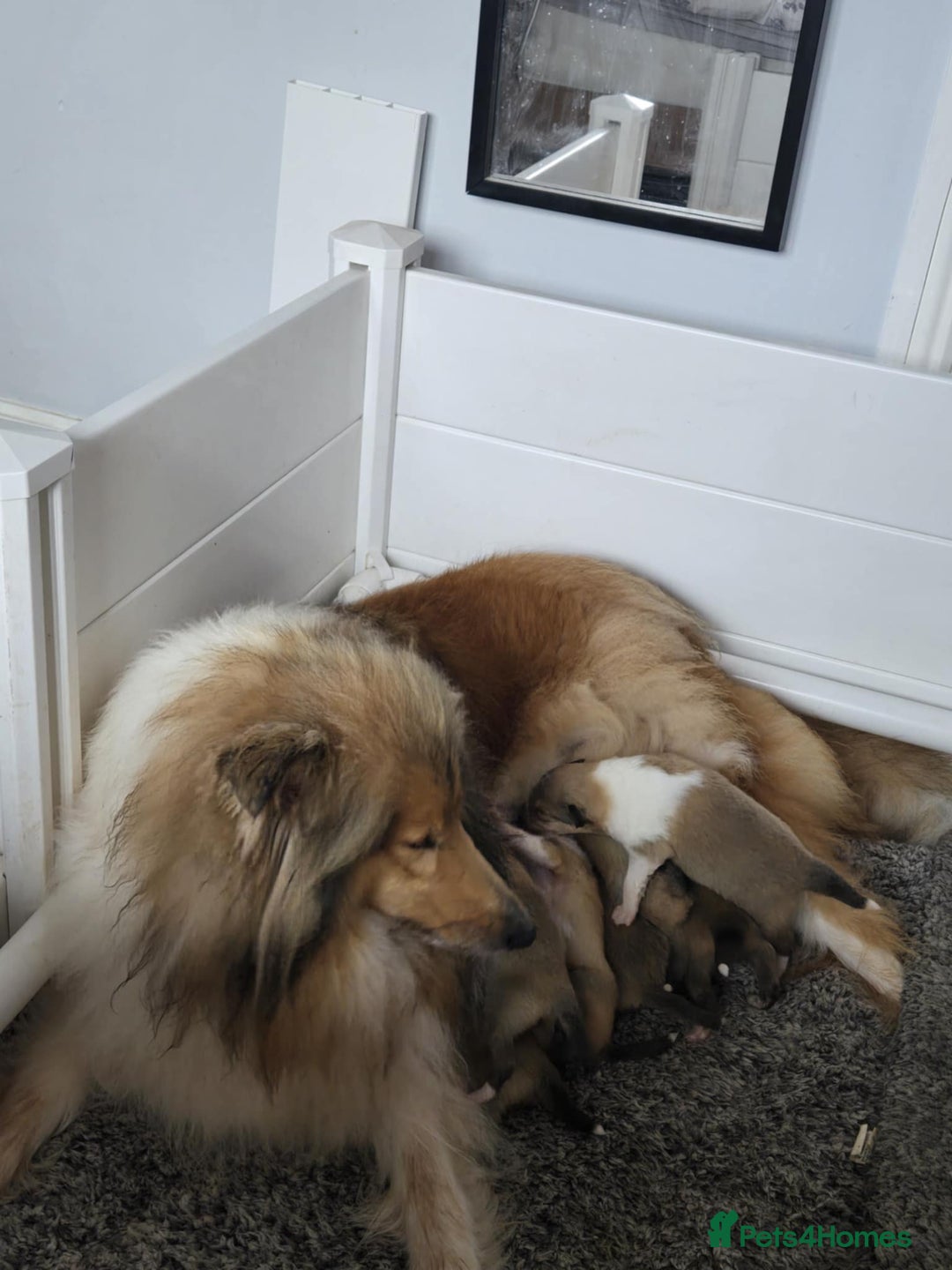 Rough Collie dogs for sale: KC Registered sable and white rough collie ouppies - Image 5