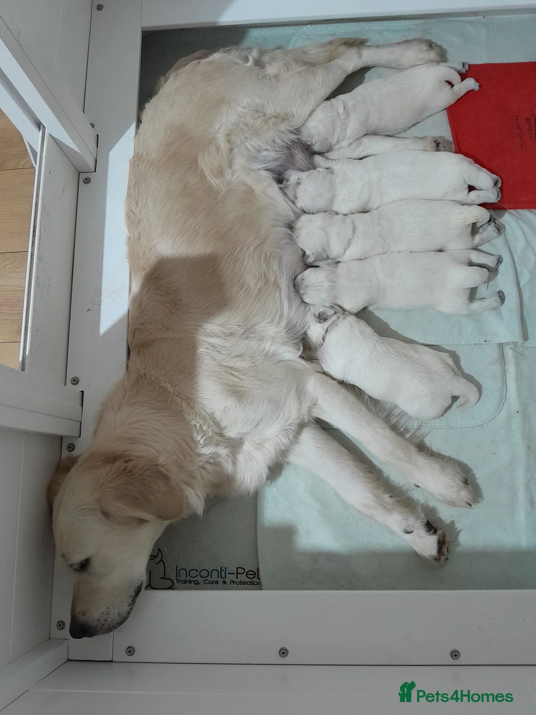Golden Retriever dogs for sale: Kc golden retriever girls - Advert 4