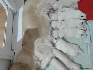 Golden Retriever dogs Kc golden retriever girls - Advert 7