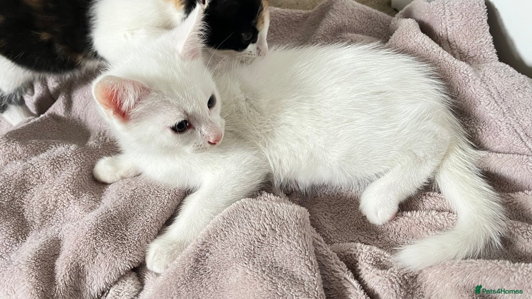 Turkish Angora cats for sale: Adorable 8-Week-Old Kittens Ready Now 🐾 - Image 8