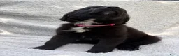 Mixed Breed dogs for sale: German shepherd mix puppies! - Advert 7