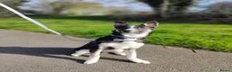 Mixed Breed dogs for sale: Border collie mix needs to be rehomed - Advert 1