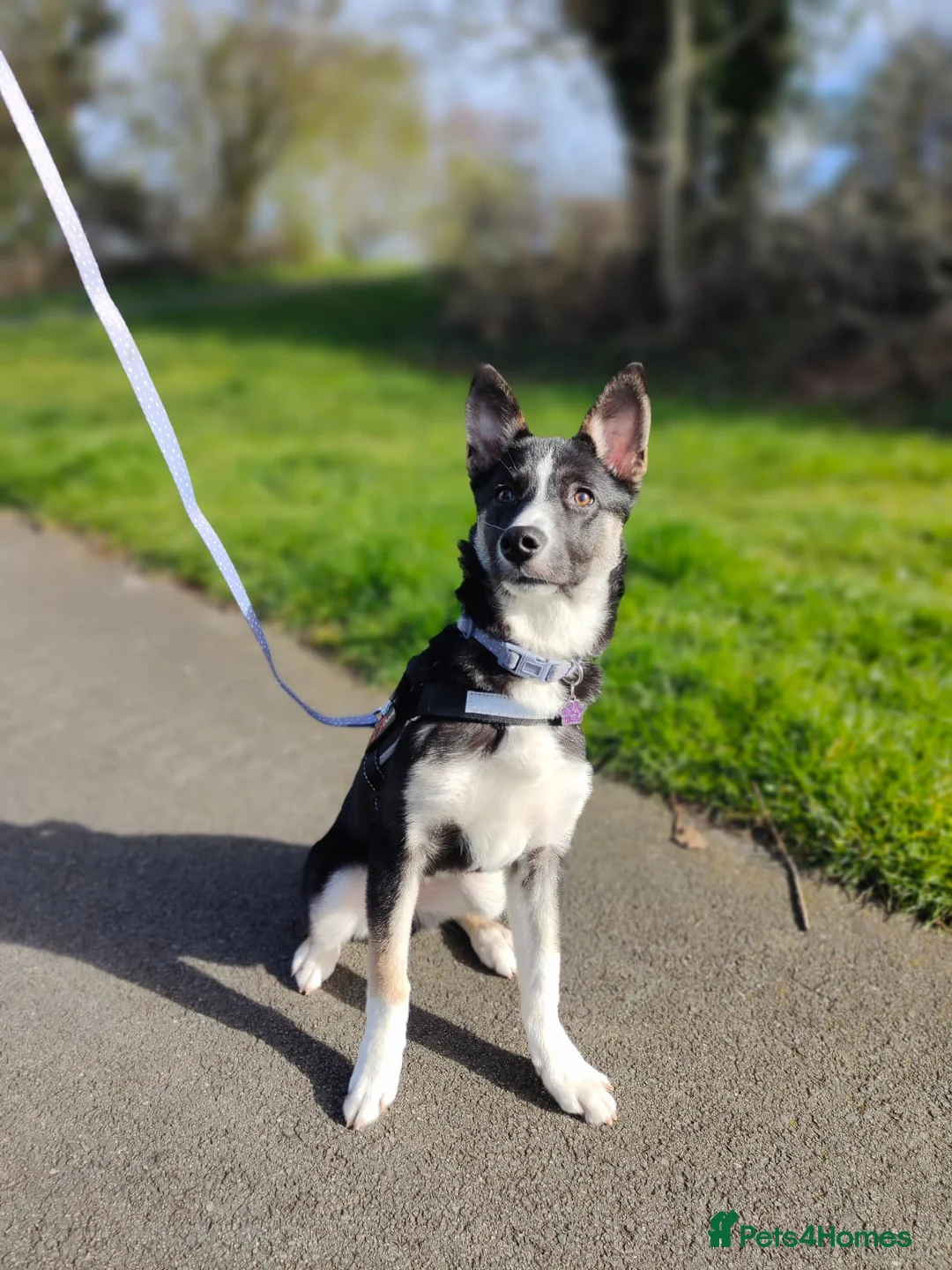 Mixed Breed dogs for sale: Border collie mix needs to be rehomed - Advert 1