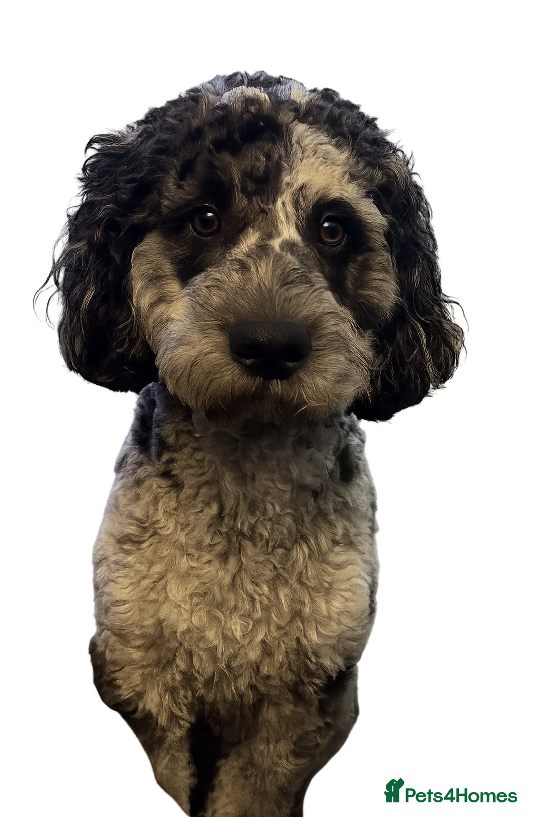 Cockapoo dogs for stud: MERLE COCKAPOO FOR STUD in Barnsley - Advert 1