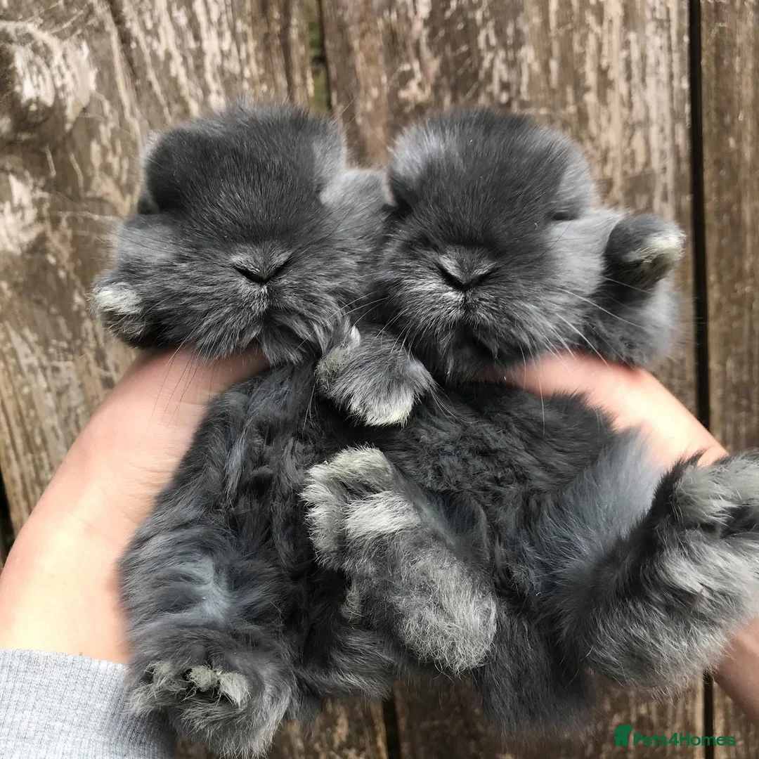 Mixed Breed rabbits for sale: rabbit lovely bunny black or nbue grey and spot in Paisley - Advert 2