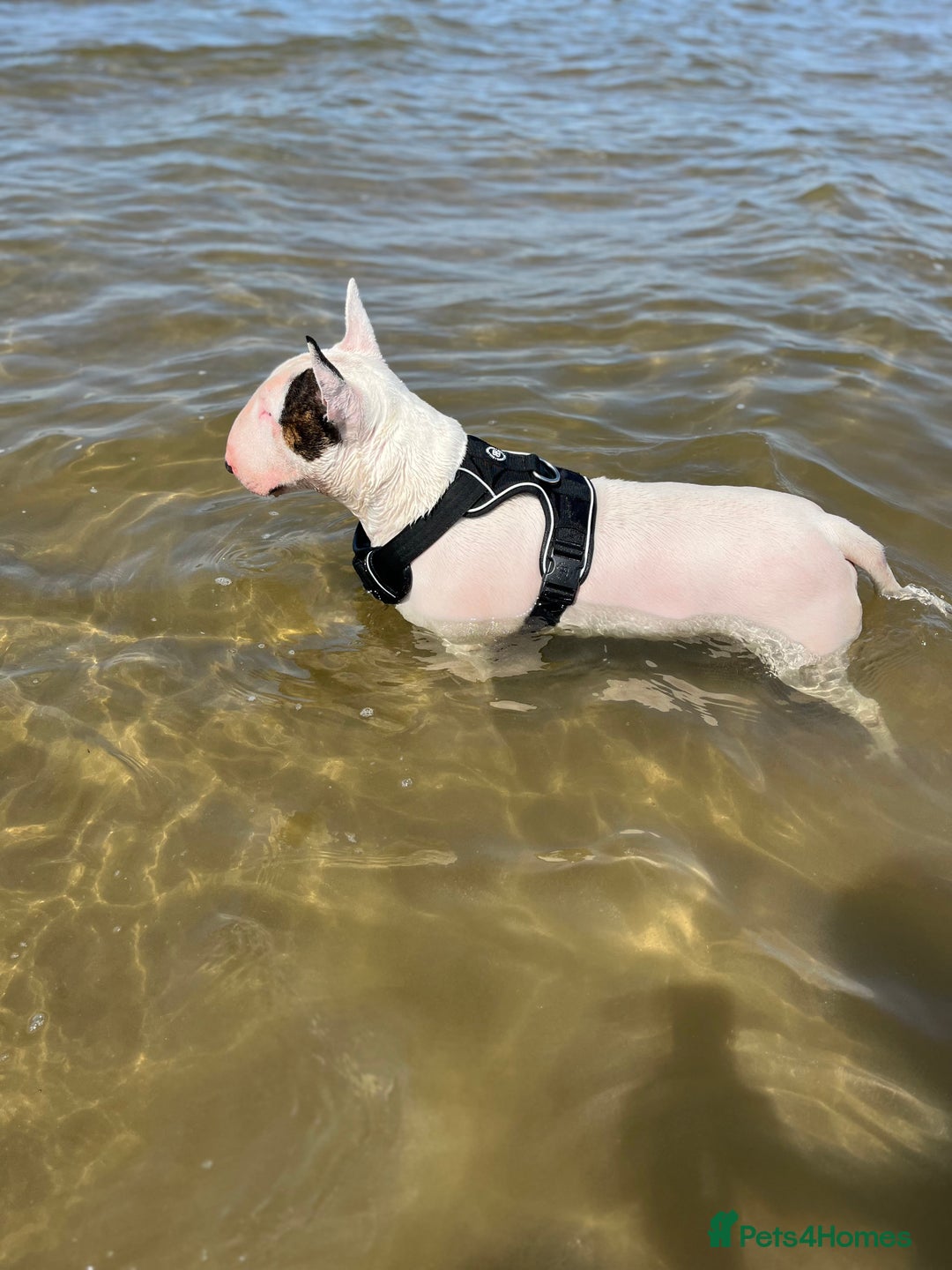 English Bull Terrier dogs for stud: Amazing boy for stud in Liverpool - Advert 15