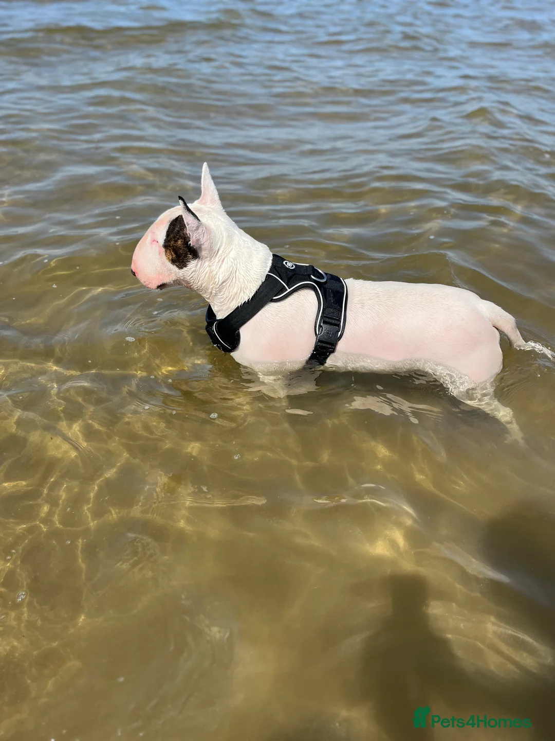 English Bull Terrier dogs for stud: Amazing boy for stud in Liverpool - Advert 15