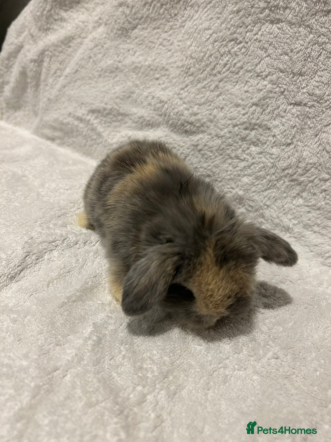 Mini Lop rabbits for sale: Pure Bred Mini Lop Baby Rabbits - Advert 10