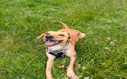 Mixed Breed dogs for sale: Female cocker spaniel X Whippet  - Image 5