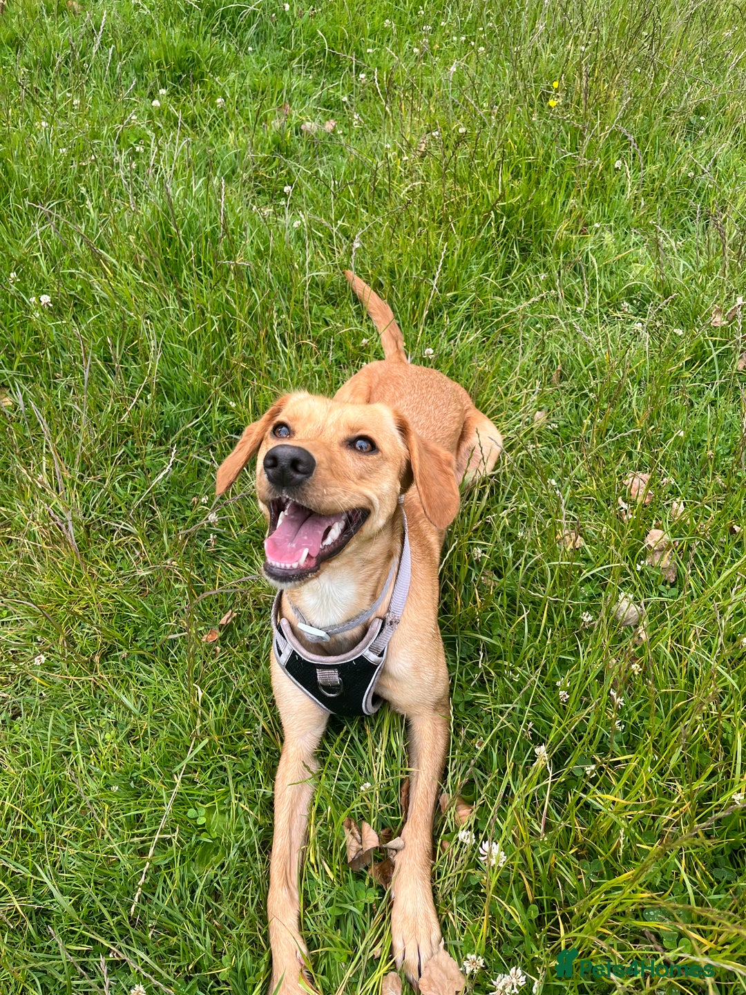 Mixed Breed dogs for sale: Female cocker spaniel X Whippet  - Image 5