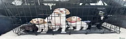 Cocker Spaniel dogs for sale: Stunning Working Cocker Spaniels  - Advert 13