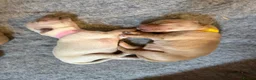 Golden Retriever dogs for sale: Exceptionally bred golden Retriever Puppies - Advert 3