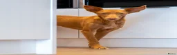 Ibizan Hound dogs for adoption: Cris - sweet female Podenco  in Ware - Advert 8