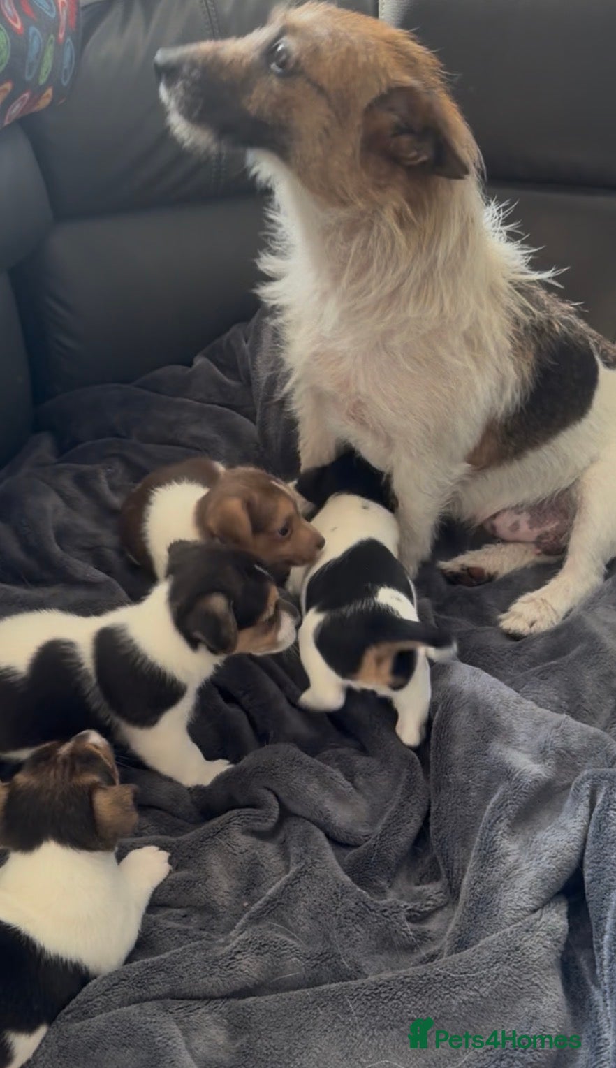 Jack Russell dogs Super Jack Russell puppies - Advert 1