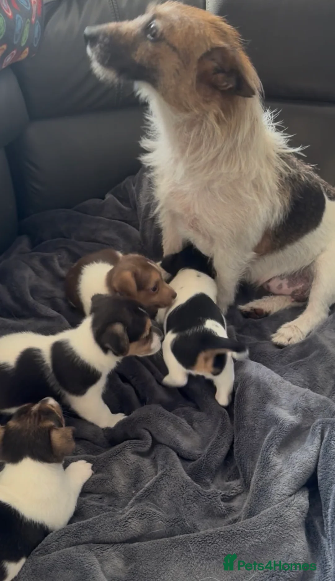 Jack Russell dogs for sale: Super Jack Russell puppies - Advert 1