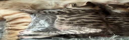Bengal cats for sale: Beautiful half Bengal kittens - Advert 13