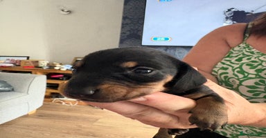 Miniature Dachshund dogs - Advert 10