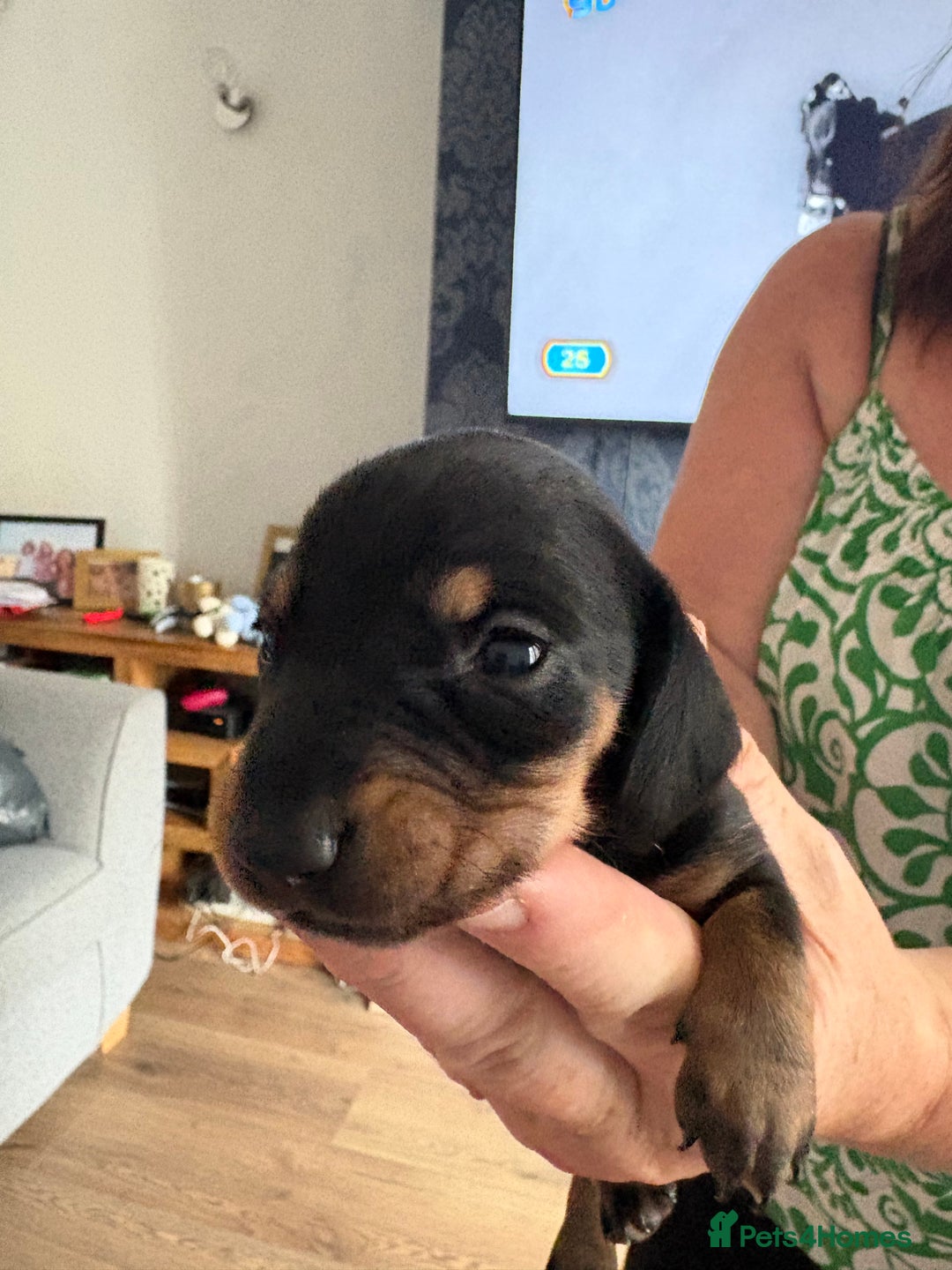Miniature Dachshund dogs for sale: Miniature smooth haired dachshund  - Image 2