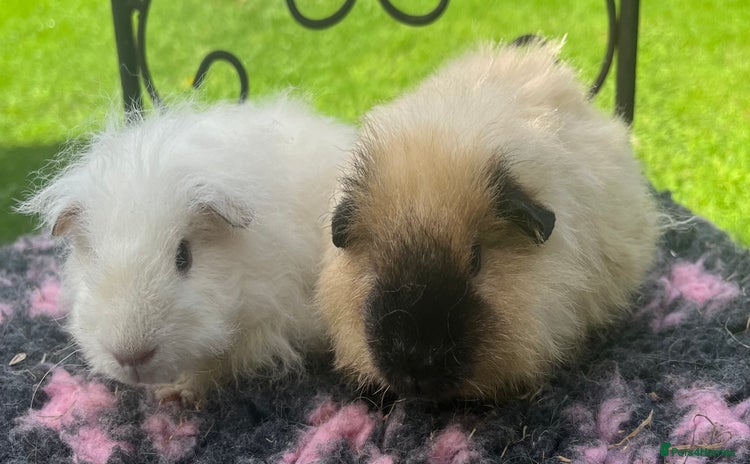 Guinea Pig rodents - Advert 6