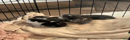 Mixed Breed cats for sale: British shorthair x Bengal kittens in Tamworth - Advert 3