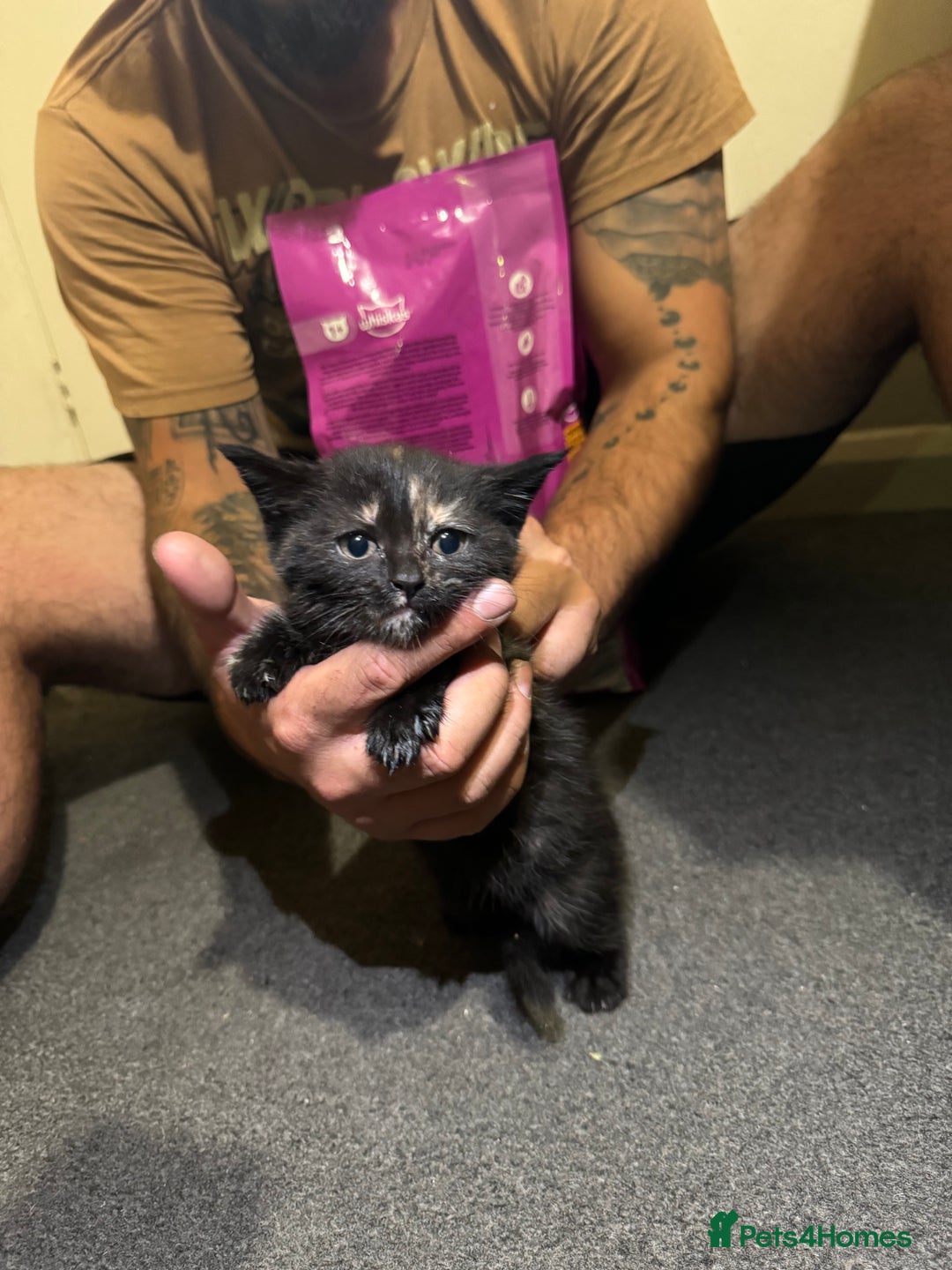 British Shorthair cats for sale: British shorthair mixed  - Image 12