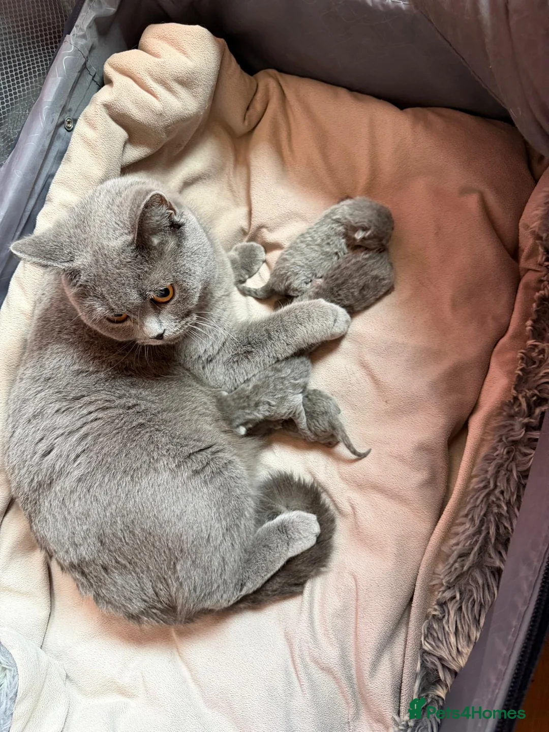 British Shorthair cats for sale: “British Shorthair Blue [Kitten/Cat]–[Age10 weeks] in London - Advert 2