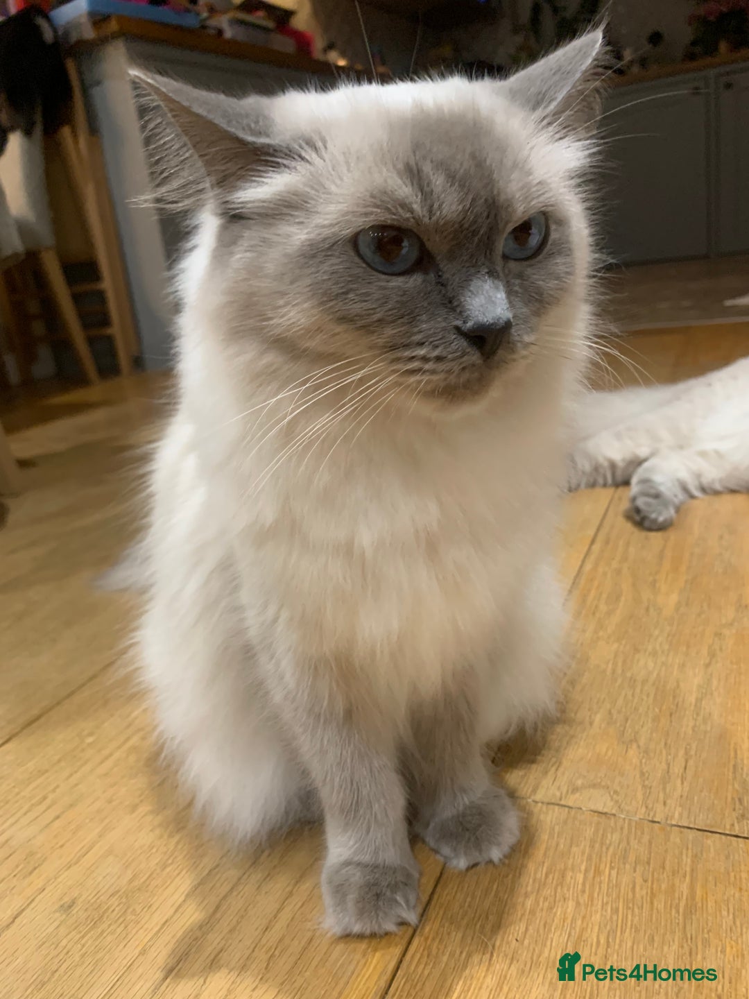 Ragdoll cats for sale: Beautiful Ragdoll kittens looking 4 loving home - Advert 5