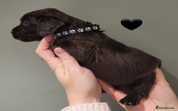 Cocker Spaniel dogs for sale: Litter of 7 - Image 12