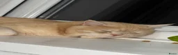 Brazilian Shorthair cats for sale: Golden BSH male  - Advert 4