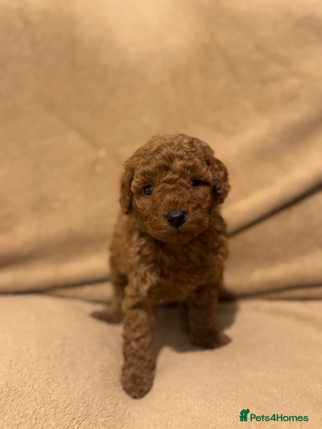 Miniature Poodle dogs for sale: Miniature Poodle Puppies - Advert 20