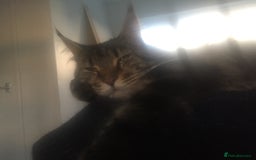 Maine Coon cats for sale: Ready 22.11.2025 - Advert 2