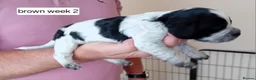 Cocker Spaniel dogs for sale: Stunning Blue Roan Working Cocker Spaniel Puppies in Rugby - Advert 9