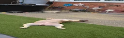 French Bulldog dogs for sale: 2 french bulldogs MUST STAY TOGETHER  - Advert 3